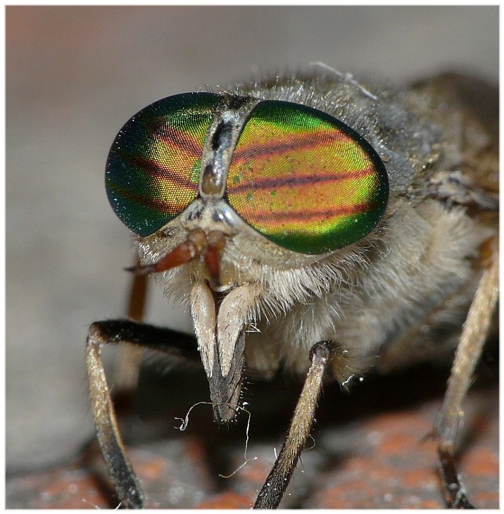 Raynox MSN-202